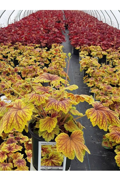 Гейхера гібридна Ред Лайт саджанці